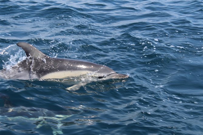 Dolphin Watching from Lagos with Marine Biologists - Lagos Train Station to the Algarve sea, starting at BlueFleet
