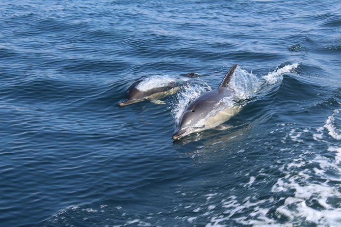 Dolphin Watching from Lagos with Marine Biologists - The RIB ride: why this boat style makes a difference