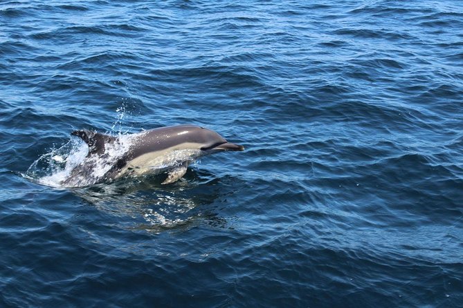 Dolphin Watching from Lagos with Marine Biologists - Algarve coast views on the way back