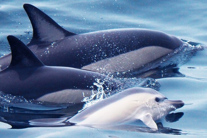 Dolphin-Watching in Marina de Lagos - Why Marina de Lagos dolphins feel different on this speedboat tour