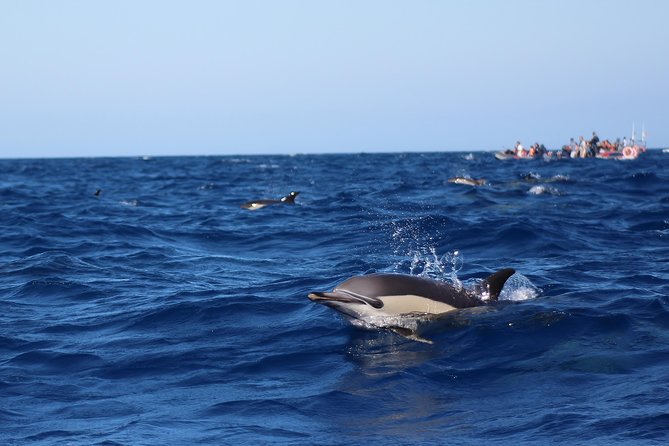 Dolphin-Watching in Marina de Lagos - What you’ll actually see once the pods show up