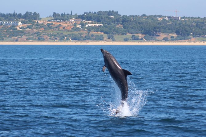 Dolphin-Watching in Marina de Lagos - The viewing style: close enough for photos, calm enough for the dolphins