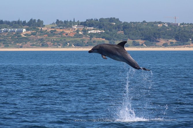 Dolphin-Watching in Marina de Lagos - Boat ride reality check, seating, and who should sit where