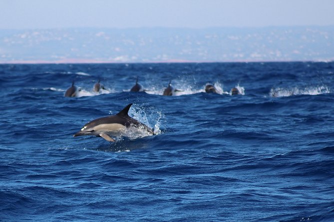 Dolphin-Watching in Marina de Lagos - What to bring for wind, sun, and camera-ready moments