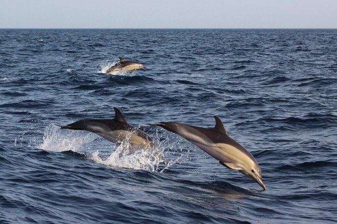 Dolphin-Watching in Marina de Lagos - Price at about $41.13, and when it’s worth it