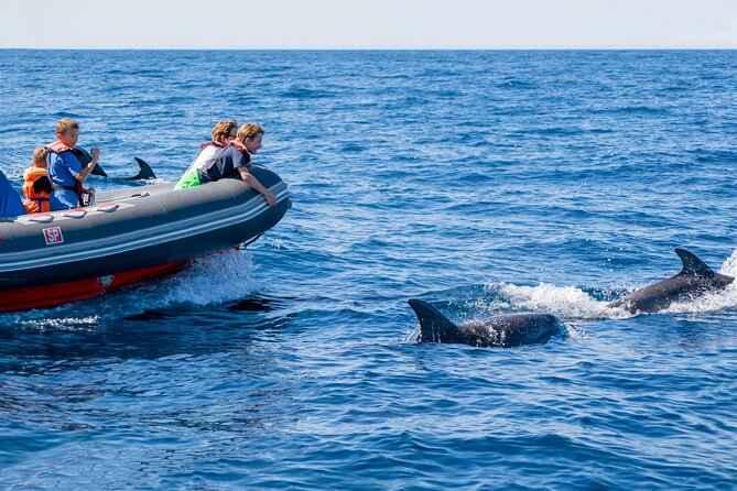 Dolphins & Caves on Rib Boat - RIB Speed, Benagil Caves, and Dolphin Chances