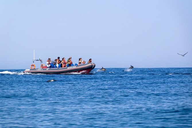 Dolphins & Caves on Rib Boat - Stop 2: Cruising the Algarve Coast for Sea Views and Safety Briefing
