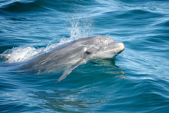 Dolphins & Caves on Rib Boat - Who Should Book This Tour, and Who Should Skip It