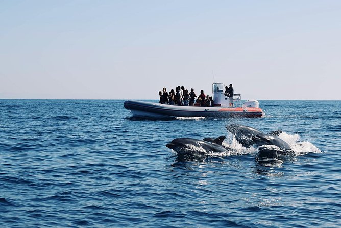 Dolphins Search and Benagil Caves from Albufeira - Key highlights to know before you go