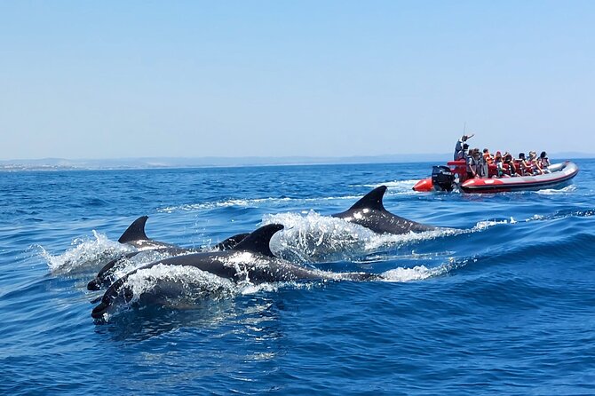 Dolphins Search and Benagil Caves from Albufeira - Albufeira Marina and the Allboat setup
