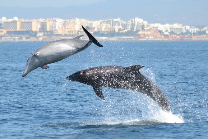 Dolphins Watching - Key Highlights Worth Marking on Your Plan