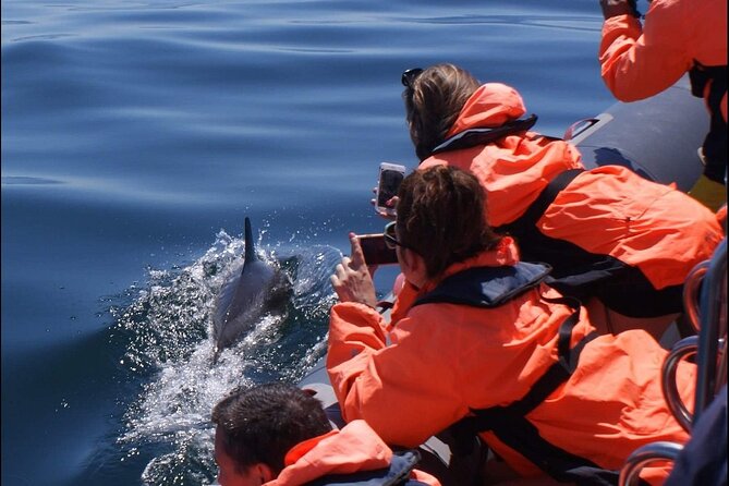 Dolphins Watching - Dolphins in Portugal: Protected Species, No Feeding, and Real Behavior