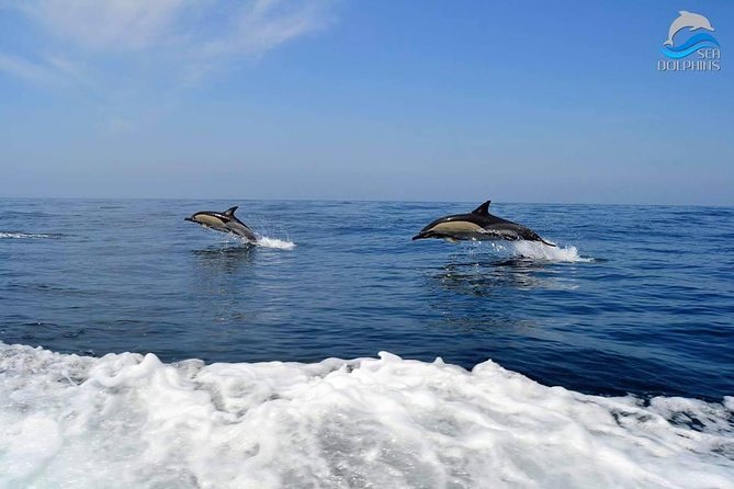 Dolphins Watching - How the “Two-Hour Hunt” Plays Out in Real Life