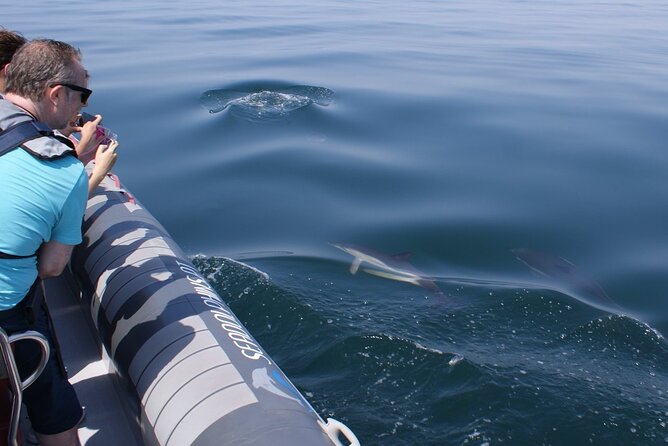 Dolphins Watching - Who Should Book This Dolphin Trip (and Who Might Not Love It)