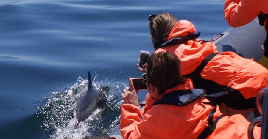 Dolphins Watching - Portimão - Seadolphins Algarve start, where your Portimão dolphin day begins