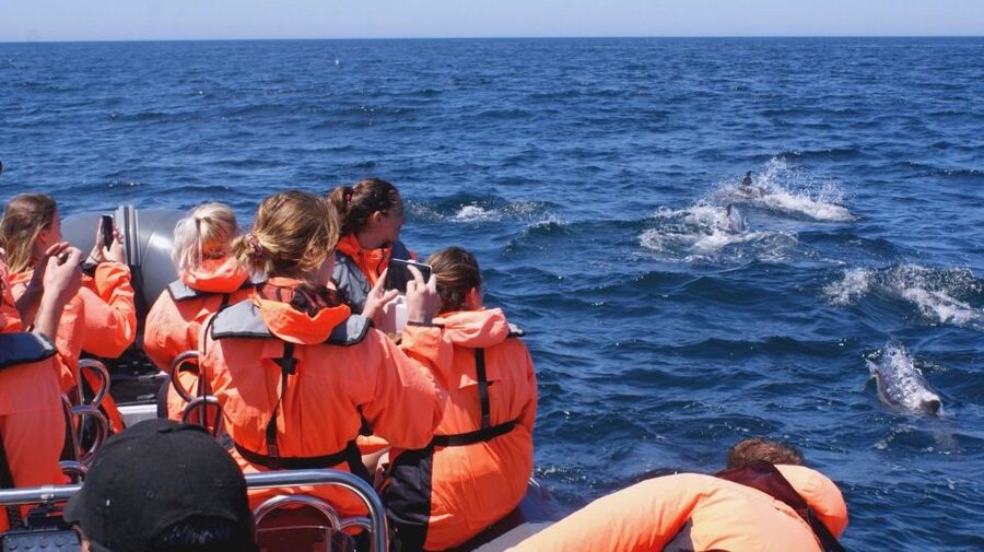 Dolphins Watching - Portimão - FAQ