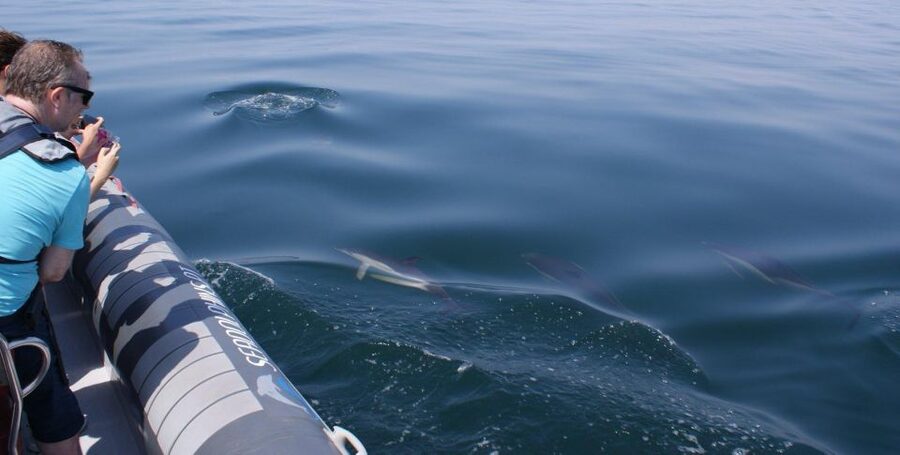 Dolphins Watching - Portimão - What’s included on the boat, and what you should plan to bring