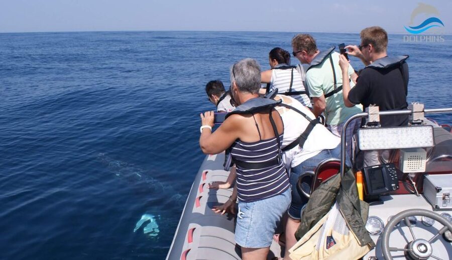 Dolphins Watching - Portimão - Boat rules, safety limits, and who should not book