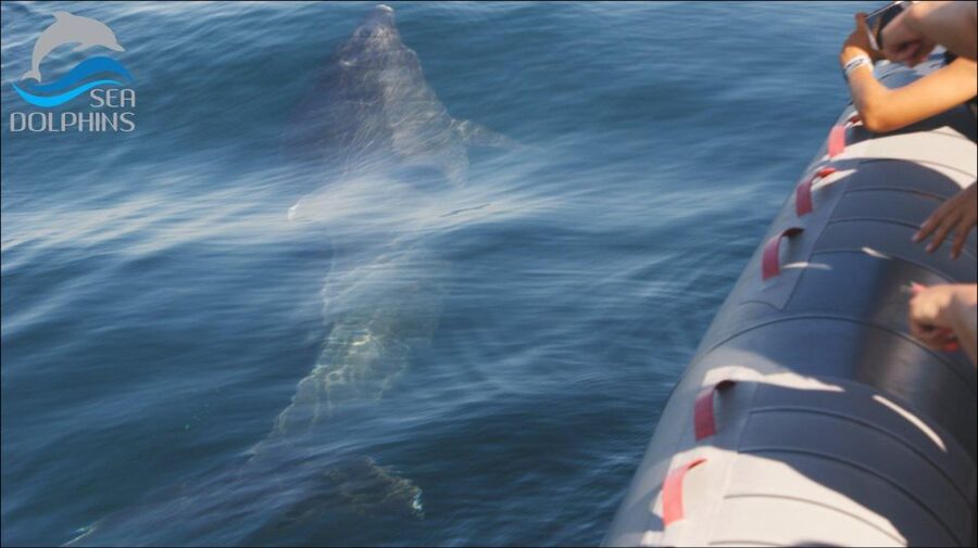 Dolphins Watching - Portimão - Price and value at $41 per person in the Algarve