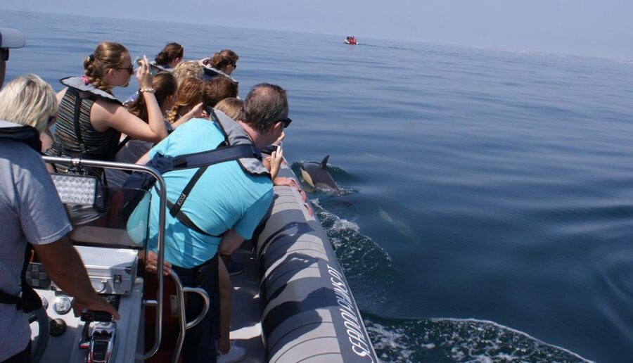Dolphins Watching - Portimão - Who this dolphin watching trip fits best