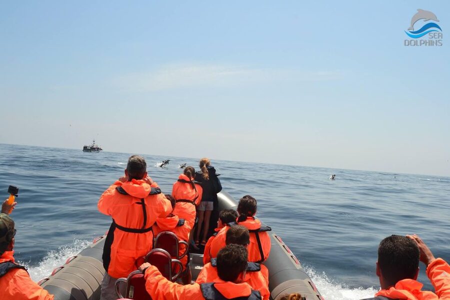 Dolphins Watching - Portimão - My booking verdict for dolphins watching in Portimão