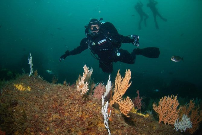 Double Dive the Fantastic Ocean Revival Park - What the wrecks feel like: big structures, changing visibility, and fish life