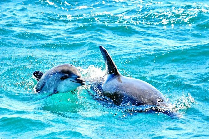 Dreamer Cave and Dolphins Boat Tour Ticket Albufeira - Key takeaways before you go