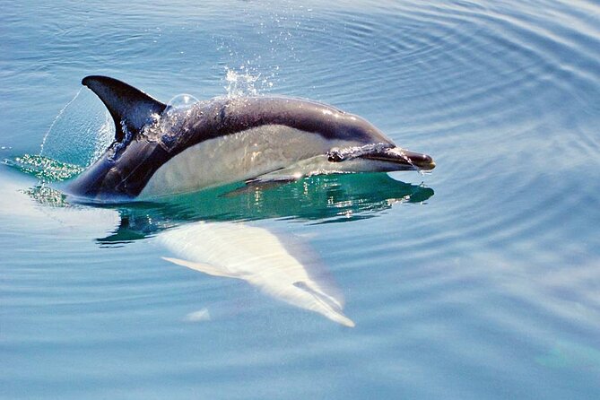 Dreamer Cave and Dolphins Boat Tour Ticket Albufeira - What to bring, and the one major limitation