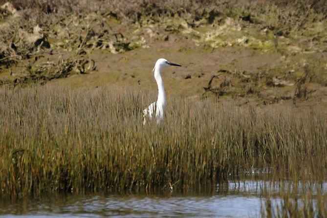 Eco Boat Tour in the Ria Formosa Lagoon from Faro - The exact rhythm of the 1-hour itinerary