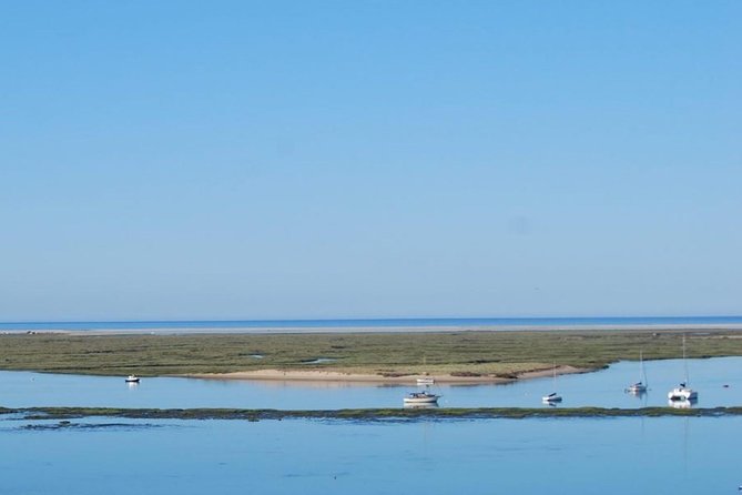 Eco Boat Tour in the Ria Formosa Lagoon from Faro - Wildlife and bird spotting: what to expect without disappointment