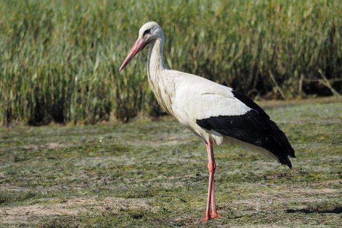 Eco Boat Tour in the Ria Formosa Lagoon from Faro - Getting the most out of your guide (and yourself)