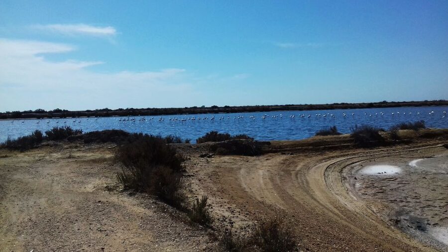 Faro Bike Tour through the Beautiful Ria Formosa - Price and Value: Is $58 for 3 Hours a Good Deal?