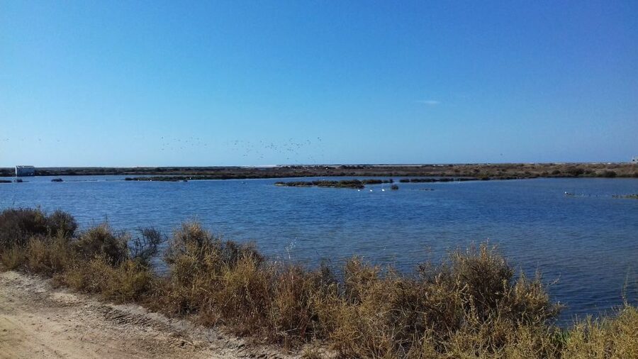 Faro Bike Tour through the Beautiful Ria Formosa - The Saltpans Stop: Where Flamingos Enter the Picture