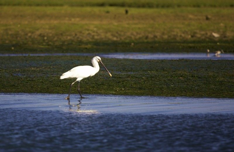 Faro Bike Tour through the Beautiful Ria Formosa - Guide Quality and How to Choose the Right Expectations
