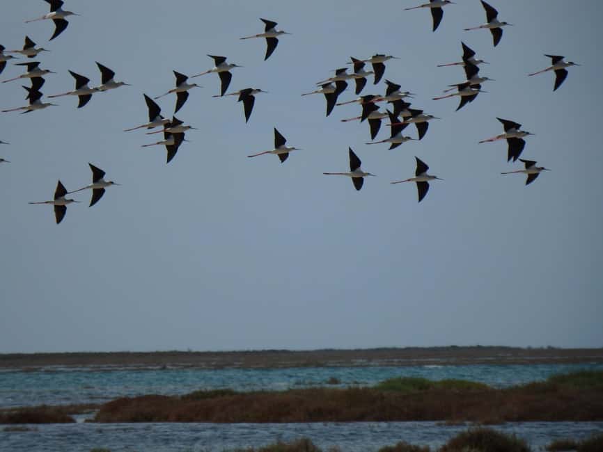 Faro: Boat Tour to Desert Island - Price and what $53 buys you in real value