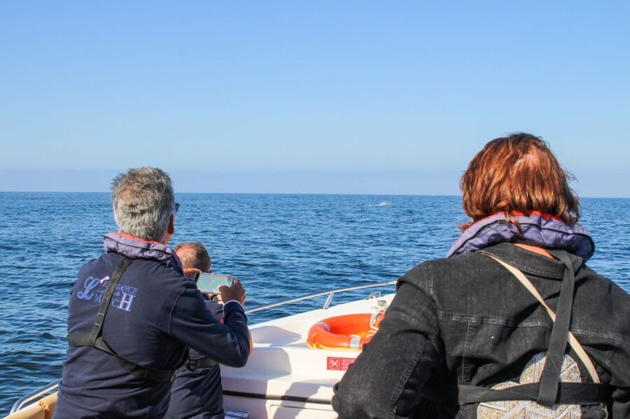 Faro: Dolphin and Marine Life Watching Boat Tour - Key things that make this tour worth your time