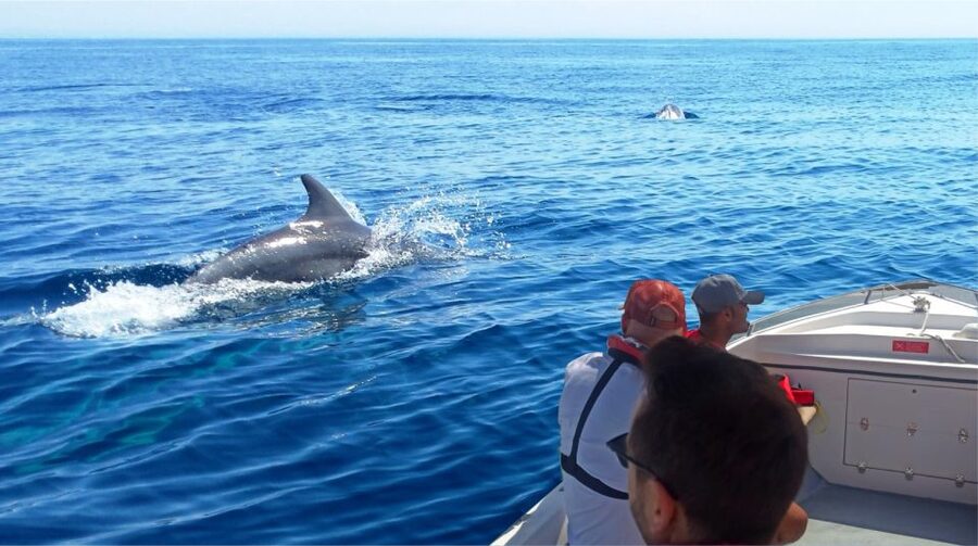 Faro: Dolphin and Marine Life Watching Boat Tour - Atlantic Ocean searching: dolphins first, with other surprises possible