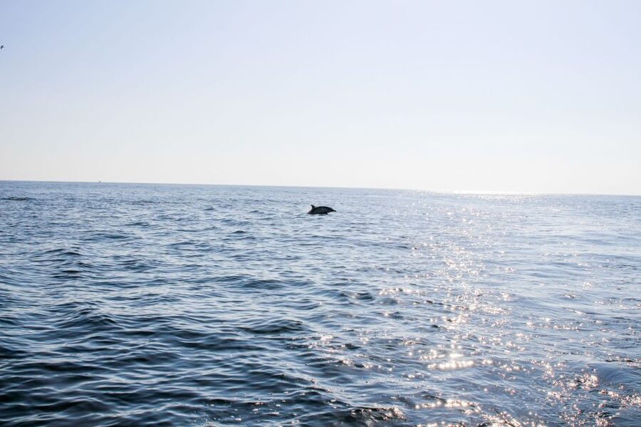 Faro: Dolphin and Marine Life Watching Boat Tour - Barrier islands: approaching Deserta and Farol from the sea