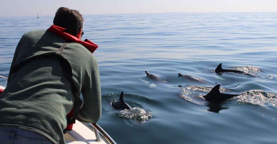Faro: Dolphin and Marine Life Watching Boat Tour - Meeting point clarity: where to go and how to spot the team