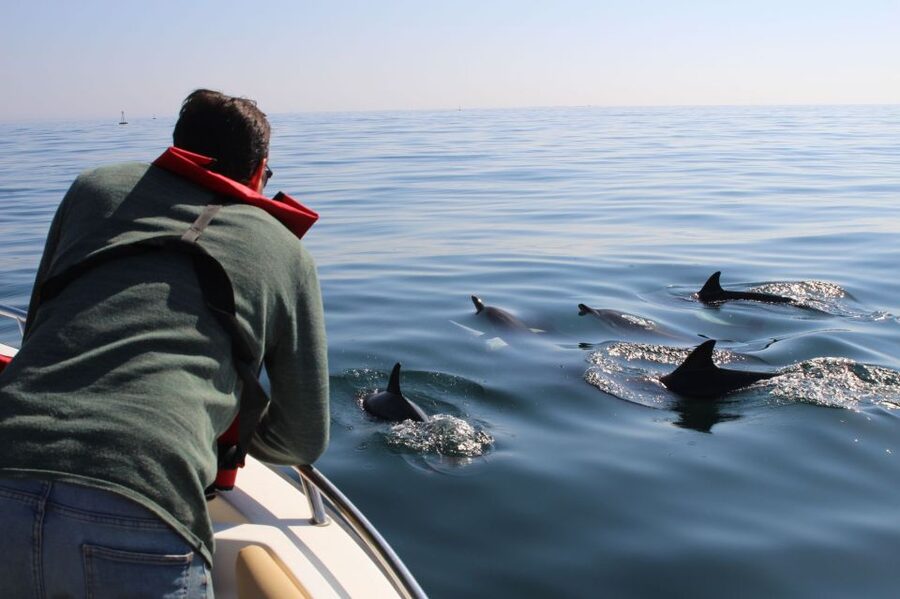 Faro: Dolphin and Marine Life Watching Boat Tour - Who should book this tour, and who should sit it out