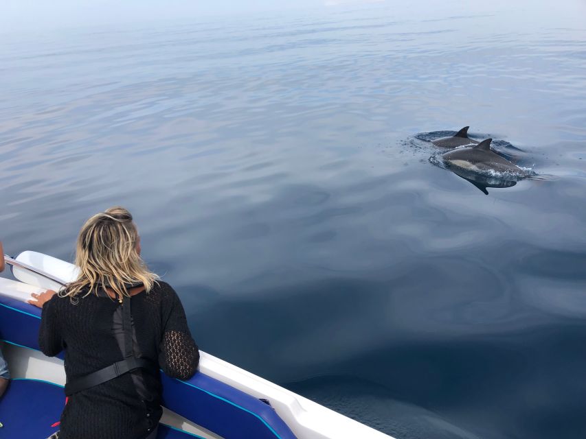 Faro: Dolphin and Wildlife Watching in the Atlantic Ocean - Key things to know before you go