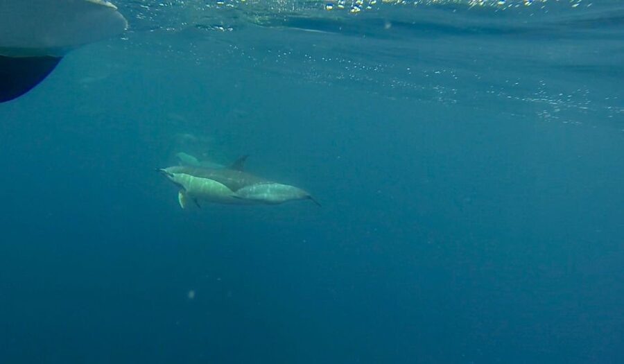 Faro: Dolphin and Wildlife Watching in the Atlantic Ocean - Who should book this Faro wildlife boat trip