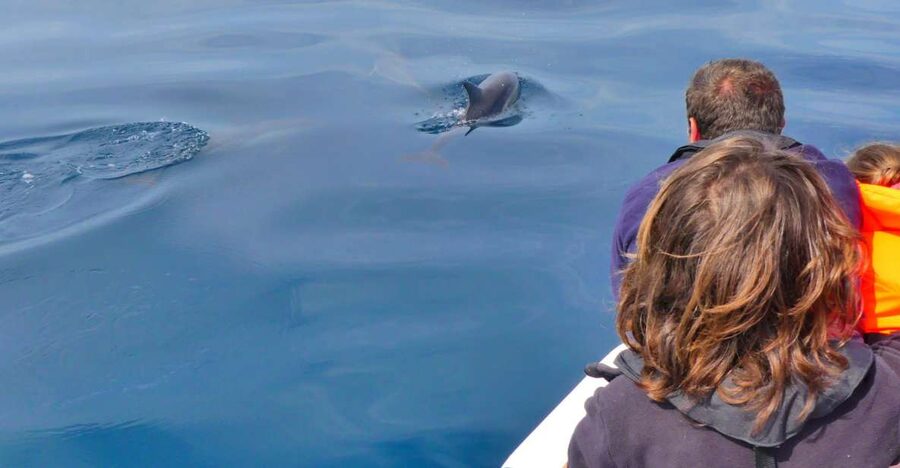 Faro: Dolphin and Wildlife Watching in the Atlantic Ocean - Why Faro’s route works for dolphin watching