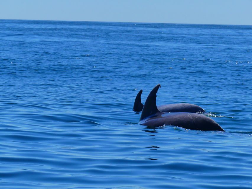 Faro: Dolphin and Wildlife Watching in the Atlantic Ocean - The 2.5-hour timeline at sea, step by step