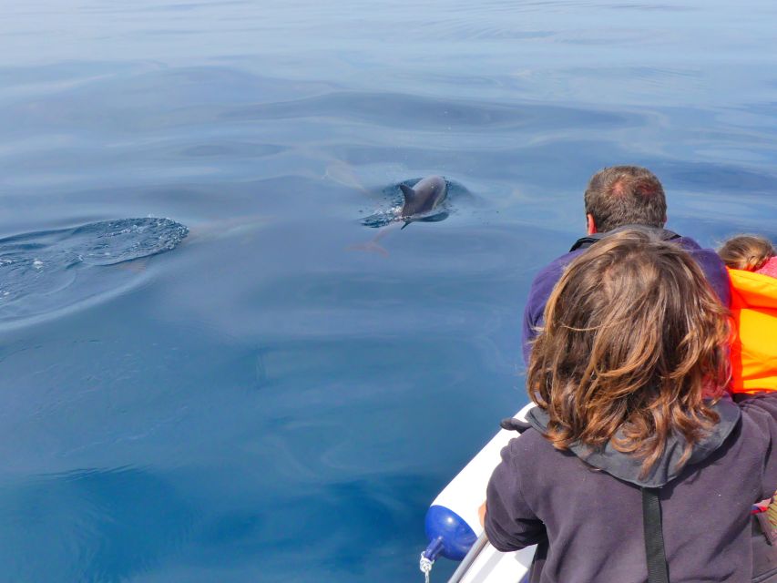 Faro: Dolphin and Wildlife Watching in the Atlantic Ocean - What wildlife you might spot, and when to expect whales