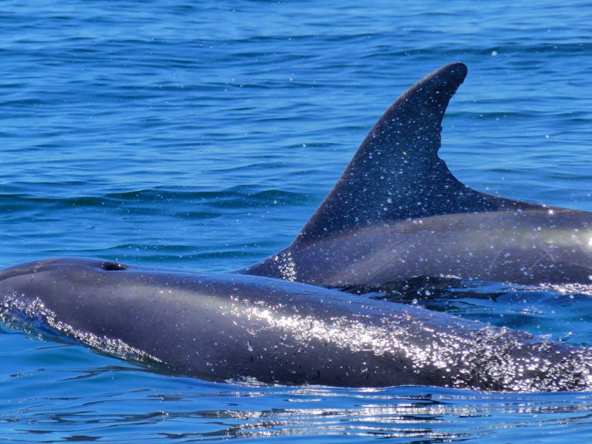 Faro: Dolphin and Wildlife Watching in the Atlantic Ocean - Marine biologist guidance that’s useful, not just trivia