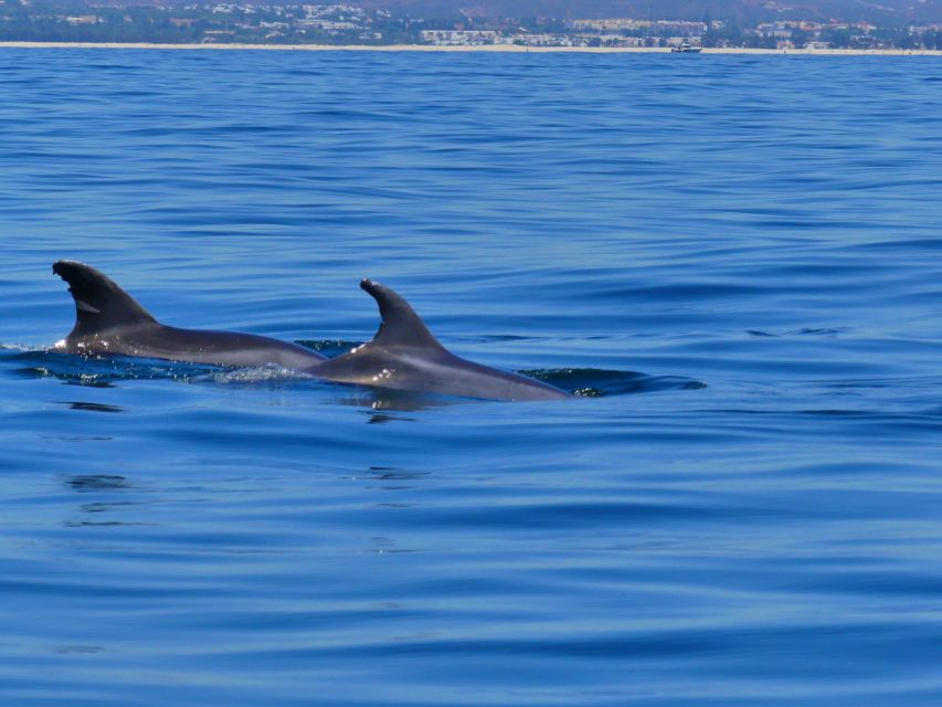 Faro: Dolphin and Wildlife Watching in the Atlantic Ocean - Boat conditions in Faro, and what to pack