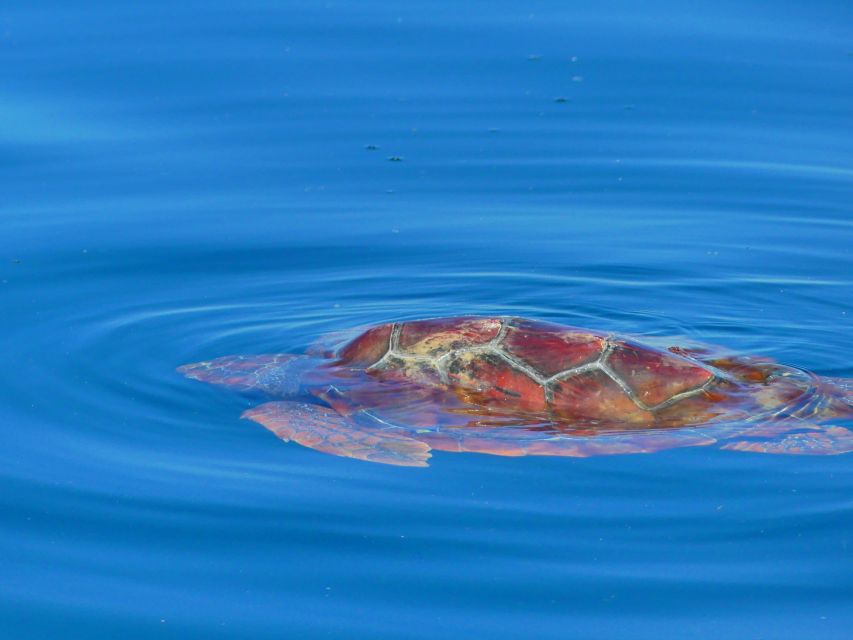 Faro: Dolphin and Wildlife Watching in the Atlantic Ocean - Price and value: $76 for 2.5 hours with biologists