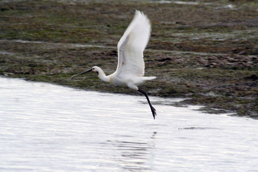 Faro: Eco-Friendly Ria Formosa Bird Watching in Solar Boat - Tide Rhythm at Ria Formosa: why this birding feels different