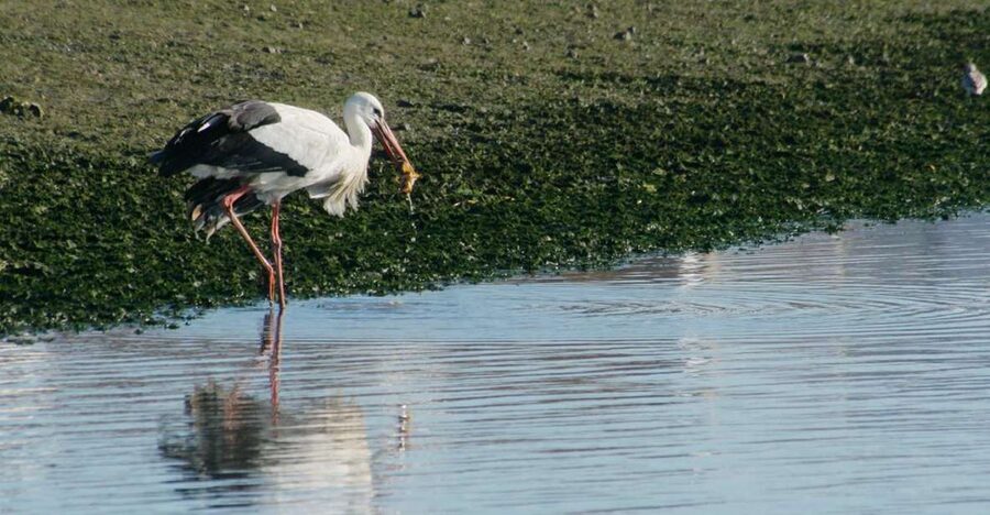Faro: Eco-Friendly Ria Formosa Bird Watching in Solar Boat - From Rua da Porta Nova to the canals: how the 2 hours play out
